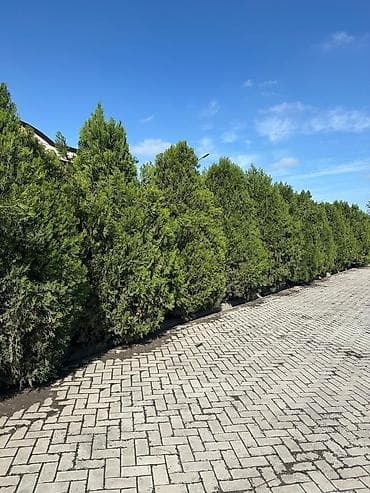 Туя Готовое озеленение Продаю туи высотой от 3,5 м-4,0 м В наличии