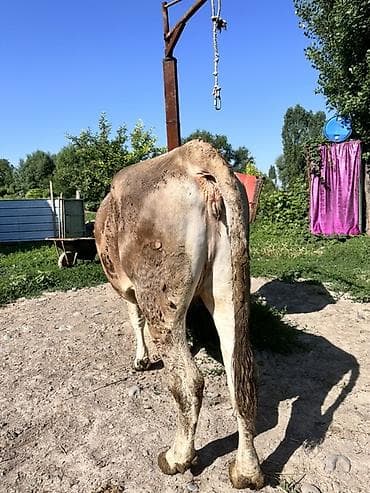 сова живая: Продаю | Корова (самка) | Для молока — 3