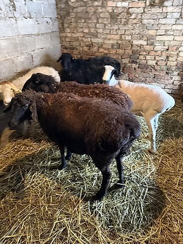 куплю баранов живым весом: Продаю | Овца (самка) | На забой, Для разведения | Котные, Кастрированные, Матка — 4