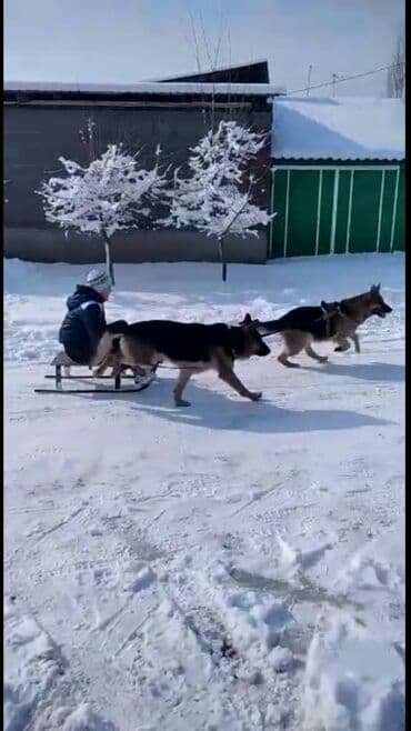 хмонг собака купить: Немис овчаркасы, 2 айлык, Эркек, Ит тегин тастыктоочу документ — 8