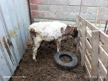 соль для животных: Продаю | Музоо, торпок | Полукровка | Для молока — 4