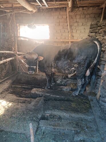 в связи с переездом отдам попугая жако в добрые руки: Продаю | Бык (самец) | На откорм | Привязанные — 4