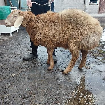 Продаю | Ягненок | На забой