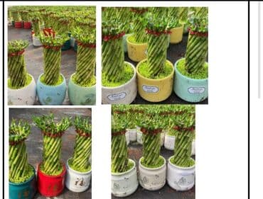 садовая скульптура: Комнатные растения и декоративные кашпо - Живые комнатные растения в — 27