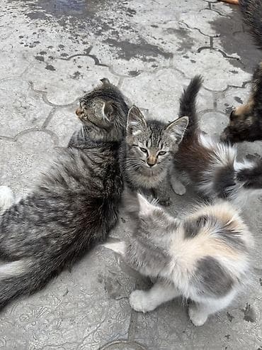 животные кошки: Отдаются в добрые руки милых котята. - Окрас: серо-бежевые — 3