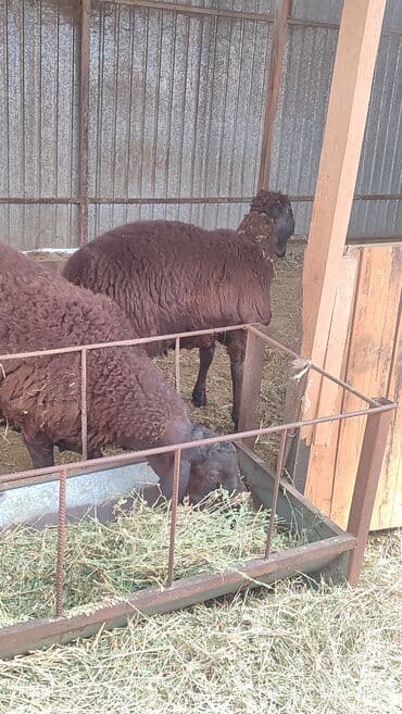 продажа кормов для сельскохозяйственных животных: Продаю | Овца (самка) | Арашан | Для разведения | Племенные, Котные, Осеменитель — 14