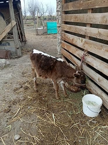 цыплята перепелки: Продаю | Бык (самец), Музоо, торпок | Полукровка | Для разведения | Привязанные — 4