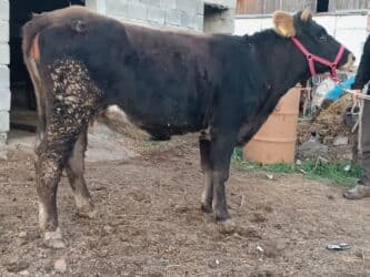 купить рабочую охотничью собаку: Продаю | Корова (самка) | Алатауская | Для разведения, Для молока | Стельные — 6