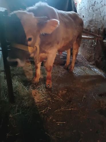 быки бука: Продаю | Бык (самец) | Швицкая — 8