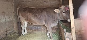 беде прес тук: Продаю | Корова (самка) | Для молока | Привязанные — 3