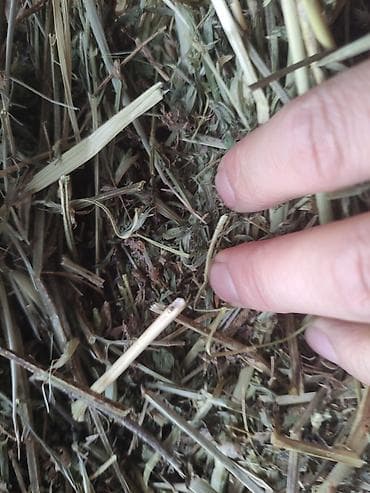 Другие животные: 1-й и 3-й укос. Сокулук — 3