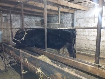 бокс для животных: Продаю | Бык (самец) | Алатауская, Абердин-ангус — 5