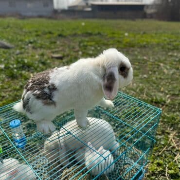 продам домик для кошки: Сатылат баасы 2000 — 3