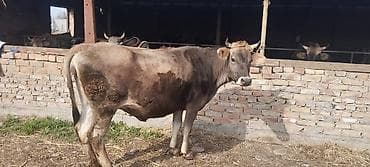 Аквариумдар: Сатам | Уй (ургаачы) | Сүт алуу үчүн — 2