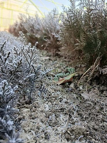 большой фикус: Можжевельник (садовые саженцы, хвойные) - Вид: декоративный хвойный — 1