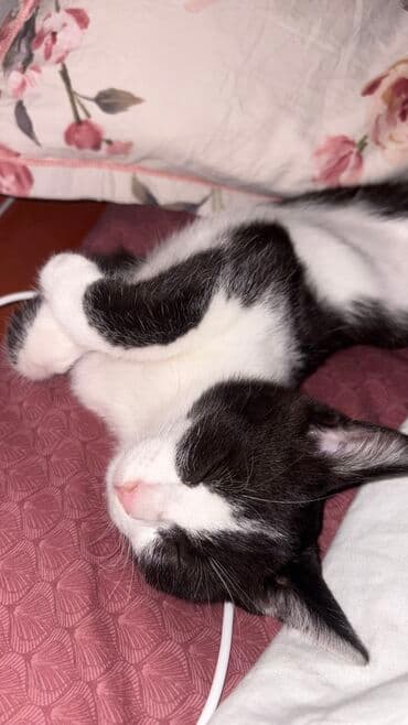 вислоухая кошка сколько стоит: Британская короткошёрстная, 2 месяца, Мальчик, Черный, Приучена к лотку, Проглистована — 2