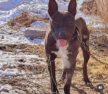 үй жаныбарлары: Питбуль, 8 айлык, Ургаачы, Ит тегин тастыктоочу документ — 2