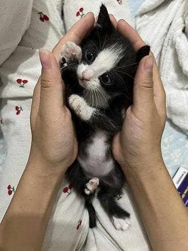 scottish fold: Котёнок черно-белого окраса (тиuxedo), с белой мордочкой, носиком и — 1