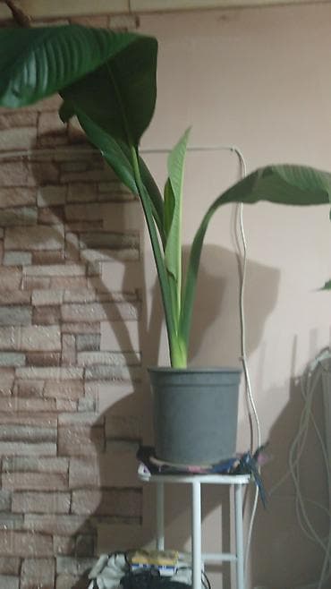 фикус лировидный: Спатифилум сенсация — 1