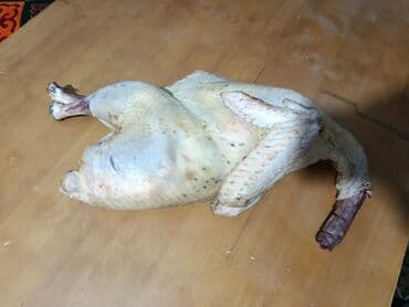 тоок гриль бишкек: Домашний индюк вес 5 кг стоимость 3000сом территориально Ак Ордо — 2