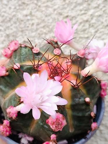цветы кактус: В продаже радужные Гимнокалициумы (Gymnocalycium) с яркой жёлтой — 1