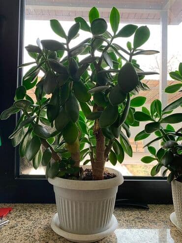 продам рассаду помидор: Денежные деревья Отлично растут Высокие сформированные будут — 2