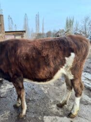 купить рабочую охотничью собаку: Продаю | Корова (самка), Тёлка | Симментальская | Для разведения | Не стельные — 5