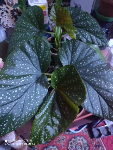 сколько стоит букет из мандаринов: Продаю цветы от 100 сом остатки — 4