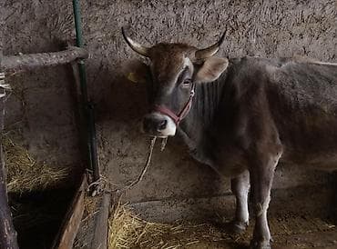 коровы швицкой породы: Продаю | Корова (самка) | Швицкая | Для молока | Стельные — 2