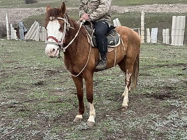 продажа кукуруза: Продаю | Жеребенок | Рабочий — 2