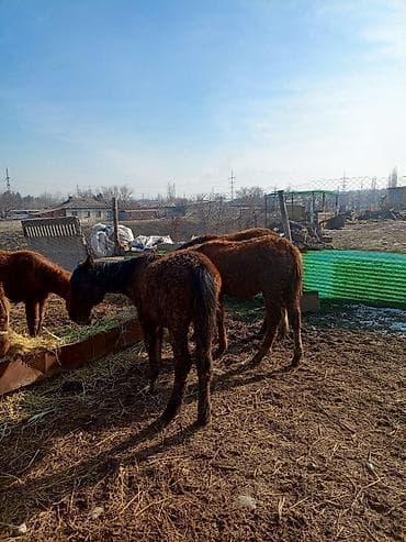 тай арзан: Продаю | Жеребенок | Для разведения — 4