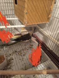 купить перепелиные яйца инкубационные: Срочно срочно продается попугай корелла пара самец белый лимонного — 1