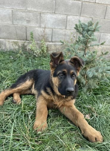Немецкая овчарка, 2 месяца, Самец, С прививкой — 1