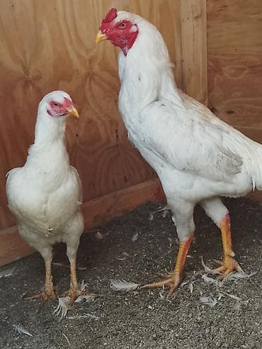 куплю курицу: Продаю | Куры | Для разведения — 2