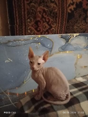 сфинкс даром: Сфинкс, 2 месяца, Мальчик, Приучена к лотку — 2
