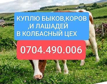 На связи в любое время