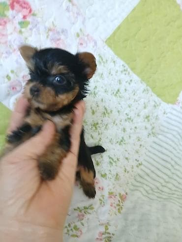 ящик бишкек: Йоркшир терьер, 1 айлык, Эркек, Ит тегин тастыктоочу документ — 1