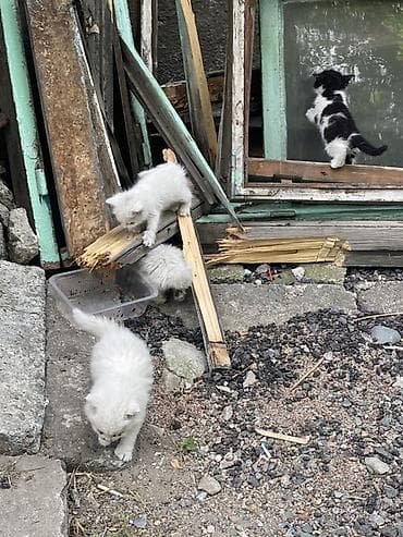 бесплатно котята: Котята от дворовой кошки. Котятам требуется мед. Помошь у всех есть — 3