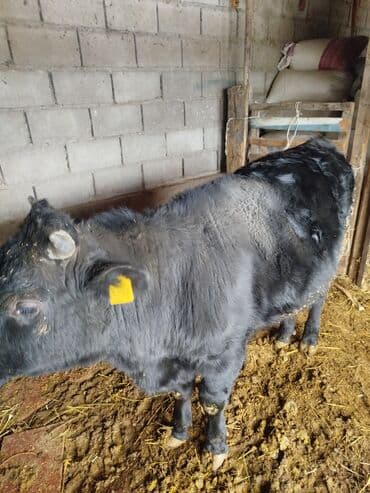 брудер для кур: Продаю | Бык (самец) — 1