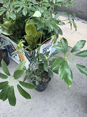 солнычный свет: Комнатные растения в горшках: - Шефлера — по 350. Компактные кустики — 8