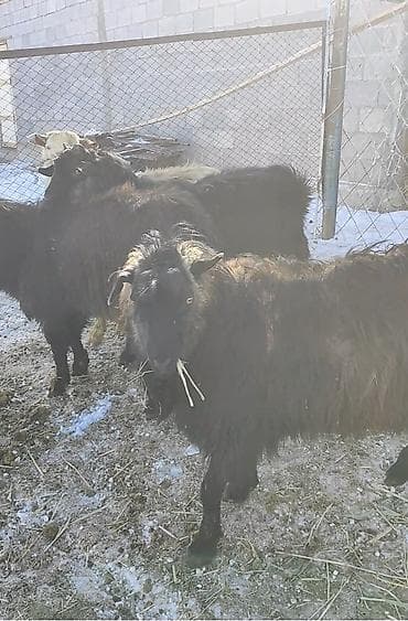 Продаю | Овца (самка) | Для разведения