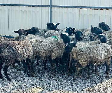 собака немецкая овчарка: Продаю | Овца (самка), Ягненок, Баран (самец) | Гиссарская, Полукровка, Долан | Для разведения | Племенные, Котные, Матка — 2