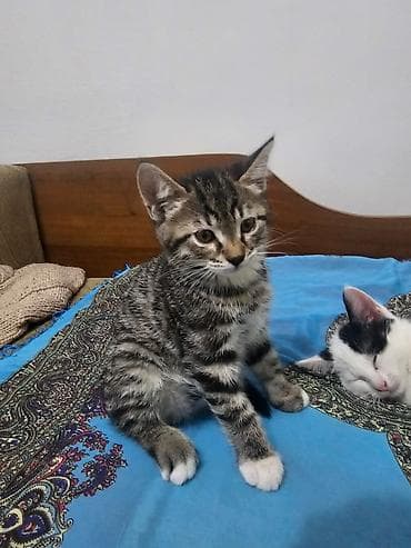 scottish fold: 2 месяца, Девочка, Приучена к лотку — 5