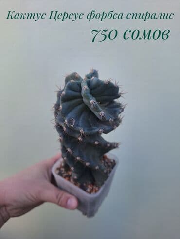 покупка деревьев: ● Комнатные растения (укоренённые черенки, молодые растения, взрослые — 18