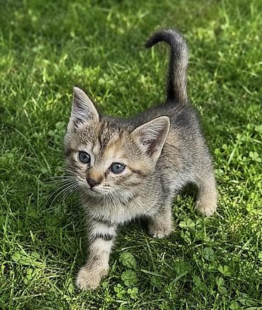 кота на передержку: Отдам в добрые руки котенка 🐱 Чудесная девочка,с красивой — 1