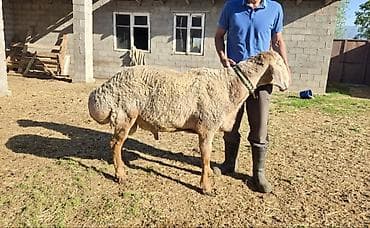 кок тай: Продаю | Овца (самка) | Арашан | Для разведения | Племенные, Осеменитель — 4