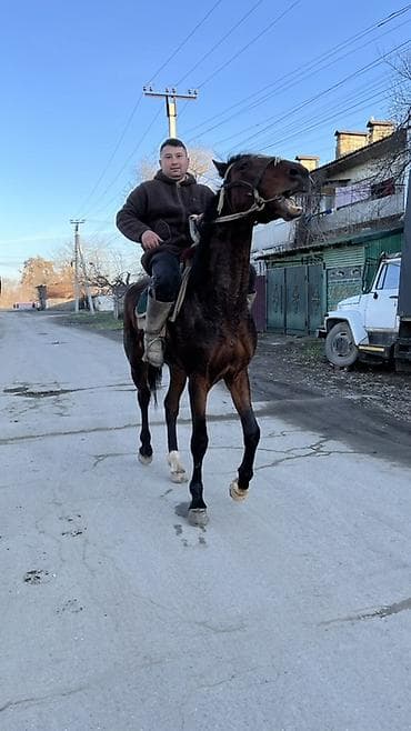 собаки сокулук: Сатам | Жылкы (эркек) | Ат спорту — 2