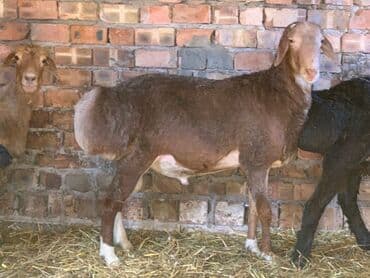 Продаю | Баран (самец) | Гиссарская | Для разведения | Осеменитель