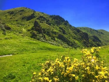 кумыс с медом бишкек: Inst : Talas_honey Все о медосборе. Мёд — 4