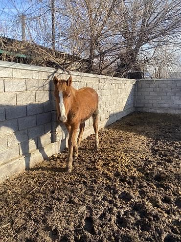 сколько стоит жеребёнок лошади: Продаю | Жеребенок | Полукровка | Рабочий — 7